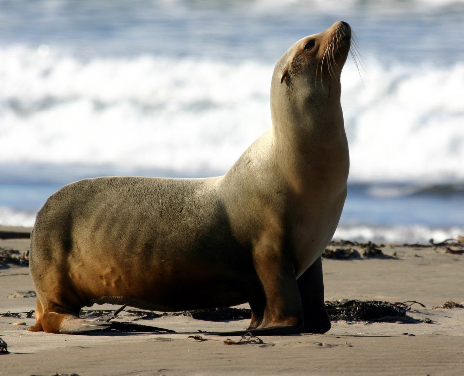 SERFOR atendió 100 reportes de fauna marina varada en el litoral peruano