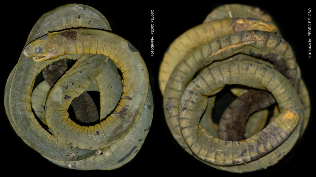 Registran por primera vez en Perú a la especie Caecilia crassisquama en Cajamarca
