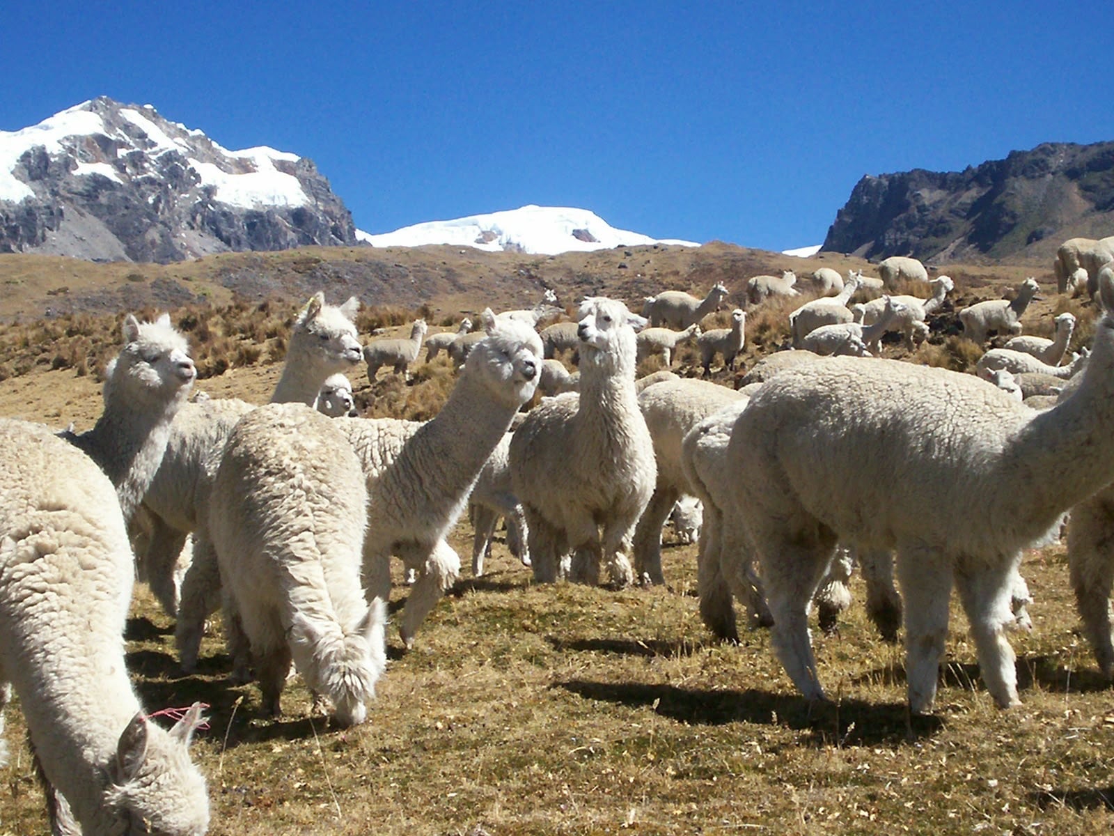 Arequipa, una de las regiones alpaqueras del Perú