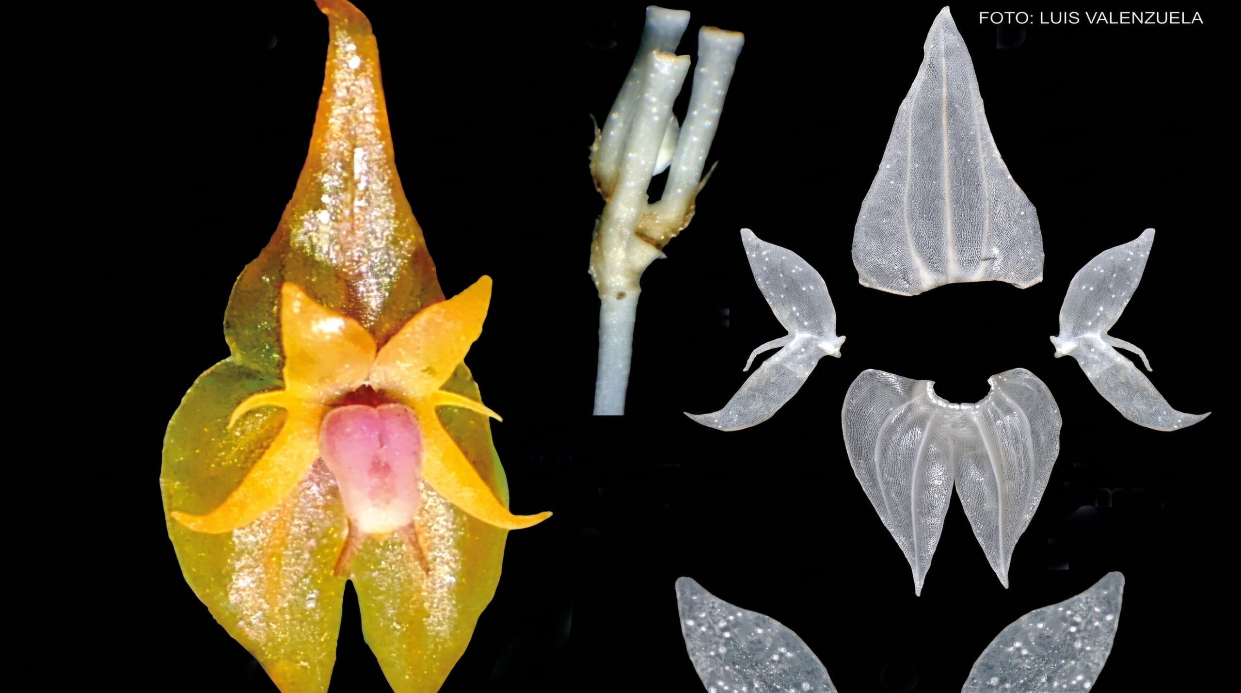 Orgullo peruana: descubren nueva especie de orquídea en Oxapampa y la nombran en honor al pueblo Asháninka